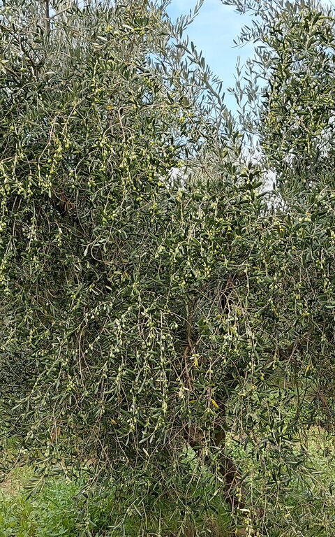 Podere Peteglia: Visningar