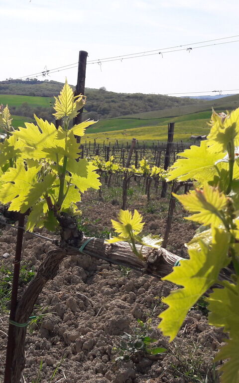 Podere Peteglia: Visningar