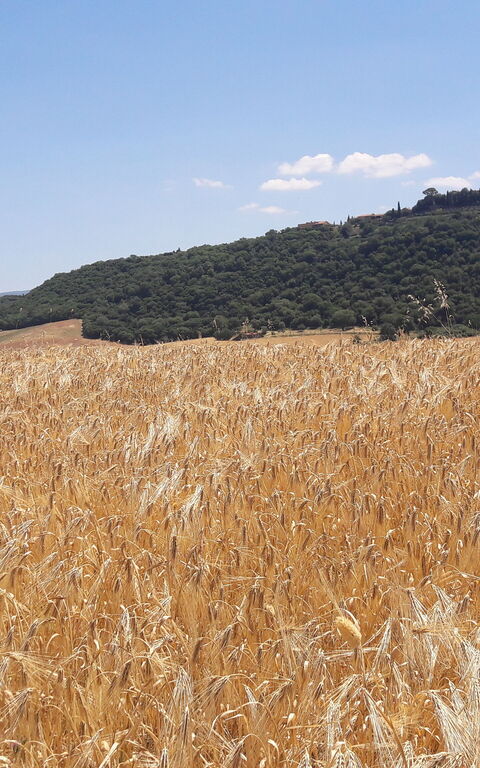 Podere Peteglia: Visningar