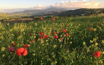 Foto lämnats av gäst på Montegufoni