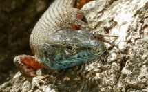 Foto lämnats av gäst på Beach Villa Joanna