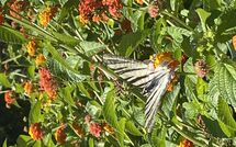 Foto lämnats av gäst på Beach Villa Blue