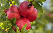 Foto lämnats av gäst på Casarosa di Mariasole