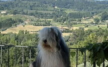 Foto lämnats av gäst på Villa Roberto