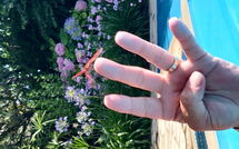 Foto lämnats av gäst på Votana House