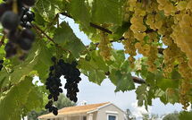 Foto lämnats av gäst på Villa Armonia