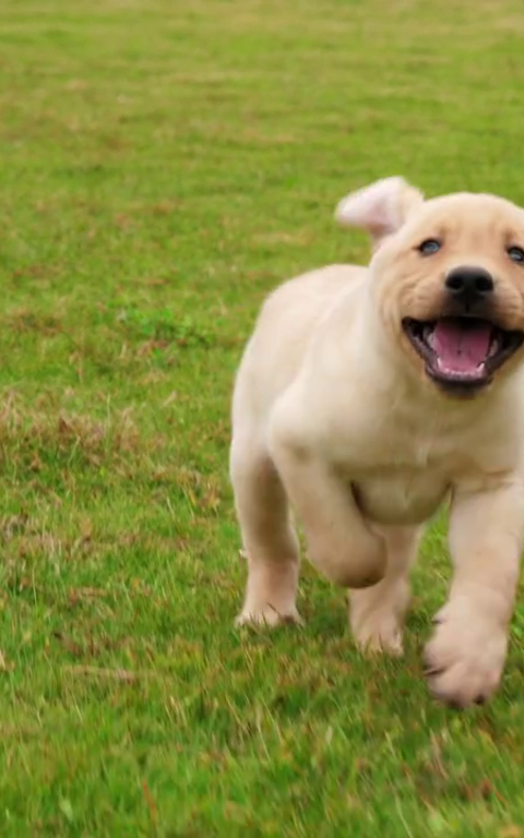 Husdjursvänliga semesterhus – ta med din hund på semestern